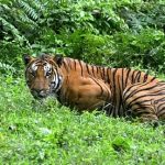 Sundarban – World’s largest mangrove forest