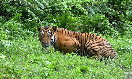 Royal-Bengal-Tiger