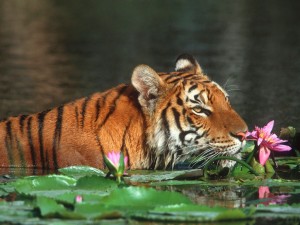 The-royal-bengal-tiger