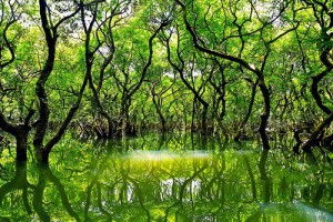 ratargul swamp forest
