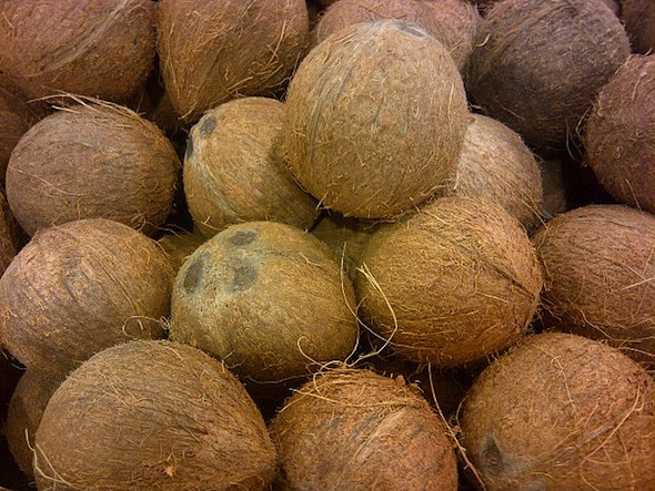 Coconut of Bangladesh