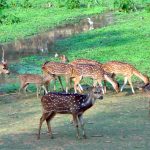 Role of management in zoo in wildlife conservation
