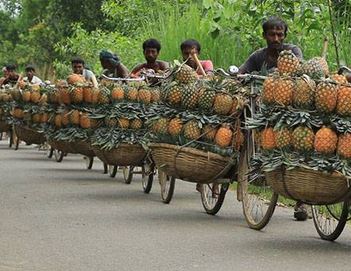 Pineapple export from Bangladesh