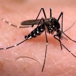 What is Chikungunya Virus? Symptoms, Vaccine, Treatment, Prevention