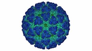 chikungunya virus test