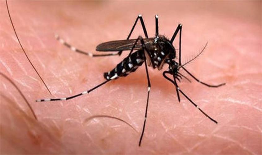 chikungunya virus infected mosquito