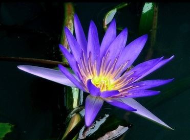 blue-water-lily-shapla