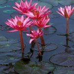 Water Lily – Shapla Flower : National flower of Bangladesh