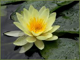 yellow-water-lily-shapla