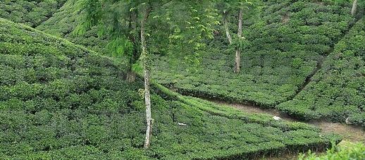 Tea estate in Bangladesh