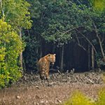 Sundarbans was one of the nominees for New 7 Wonders of Nature