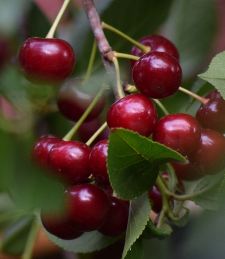 Benefits of sour cherry