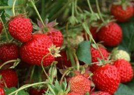 Health Benefits of Strawberries